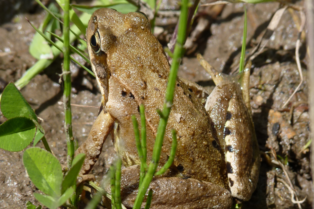 Grenouille rousse